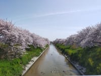 ３月３１日　高田川の桜が満開でした
