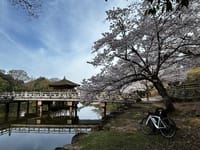 桜の奈良公園・若草山