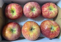 夏の信州リンゴ