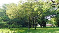深緑の小金井公園