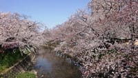 愛知県岩倉市五条川の🌸桜並木散策