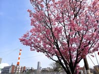　　　桜 開花　 🌸 地元・散歩 🌸 帷子川近郊　（2024・4/2）