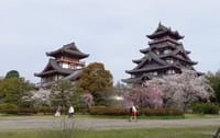 桜花満開の「伏見桃山城」・・・初めて見た漢方薬原料