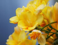 春を甘い香りを味わい、黄色の花の魅力；フリージア/ミモザ