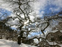 天然記念物　枝垂れ栗公園の雪景色