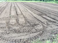 大豆畑の耕土