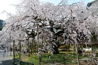 桜の京都帰省（2021/03/29～04/01）