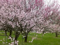 梅の花満開「富山県中央植物園」富山市　3月20日（祝日）