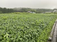 雨に濡れる大豆畑