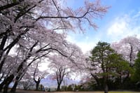 沼田へ桜散歩