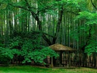 静寂の中、竹の葉の揺れる音色～京都洛西竹林小路散策&竹林公園