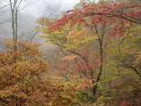 紅葉の雨山峠～鍋割山～櫟山を歩きます