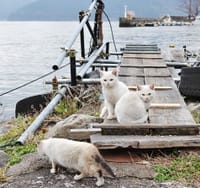 「琵琶湖の沖島」と「大津の猫カフェ」で猫三昧？
