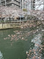 目黒川の桜は８分咲き。