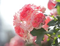 数時間前の五月の強い陽光中に溶け出す春薔薇たち；都電荒川線沿い
