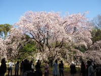 六義園～上野公園の桜2020