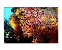 5/25（土）三浦半島/浜諸磯 〜 咲き誇る珊瑚の群生鑑賞 & シュノーケリングの基本スキルを練習しよう♬