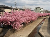 満開「淀の河津桜」