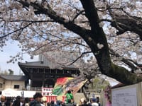 午前は御瀧不動尊ソーラン節祭　午後はアンデルセン公園桜フェア