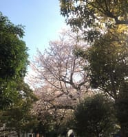 お花見不足の春。今日はまだ咲いている桜を探しつつ歩いて帰宅〜