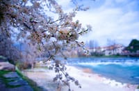 多摩川べりと「桜坂」を散策