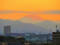 写真３枚は、府中本町駅から夕暮れの富士山、殿ヶ谷戸庭園の紅葉、府中本町駅から撮った朝の富士山
