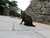 松山城の雄猫