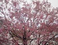 師走に桜満開の景色はいかが!! ヒマラヤさくら《美しき世界》