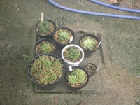 小雨と風の中での植え替え　多肉植物　ハオルチア他　8鉢