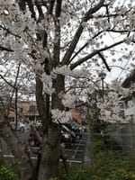 桜と市議選