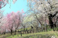 東山公園　桜の回廊！！