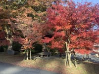 あったかい一日　紅葉に包まれた　兵庫県のお寺を　巡ってきました