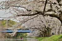 ～ご近所桜その3～　福岡堰桜公園の桜