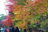 北の丸公園の紅葉が良い感じでした（東京都千代田区）