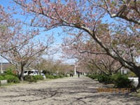 安房神社の桜は終わり、農園の・・・