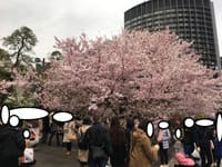 都内の桜の穴場？