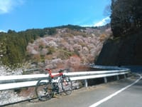吉野桜ツーリング2019