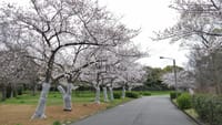 仁徳天皇陵周辺の桜（２０２０年３月３１日）