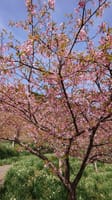 河津桜とイルミネーションを見に行きましょう