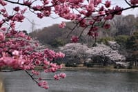 県立三ッ池公園の桜2018
