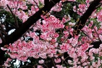 写真３枚は、上野公園の寒桜、寛永寺根本中堂の枝垂れ白梅、ネコヤナギ