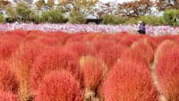 和泉リサイクル環境公園の秋桜とコキア（２０２３年１０月２４日）動画