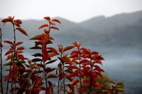 筑波１７文字日記ー庭の柿紅葉