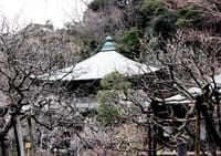 鎌倉・瑞泉寺に梅を観に行きませんか