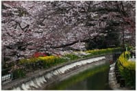 桜満開の琵琶湖疏水を歩こう！