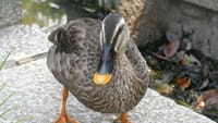 大仙公園の鴨（２０１９年８月１８日）静止画　duck