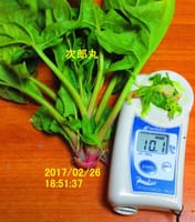 ほうれん草の糖度10度・2月27日今朝の気温1.1℃