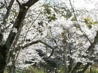 幾坂池と内山永久寺跡に咲く桜