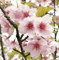 開花遅れの為に中止にさせて頂きます。3/31(日)藤森神社⛩魔界スポット大岩神社⛩お花見会🌸伏見桃山城にて🌸🍱🍙🏯