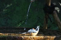 水琴窟の水場に集う野鳥　ヤマガラ